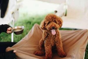 snow peak Osaka Rinku(スノーピーク大阪りんくう) - Image 3