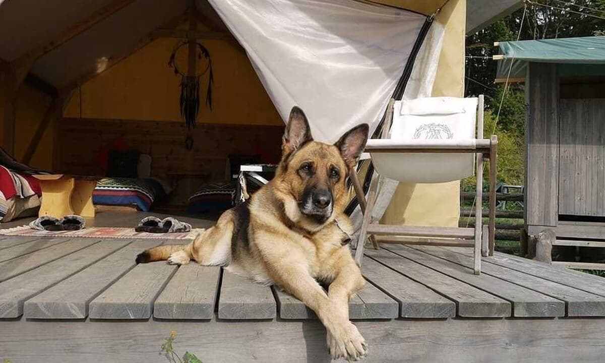 どんなペットとも一緒に宿泊可能