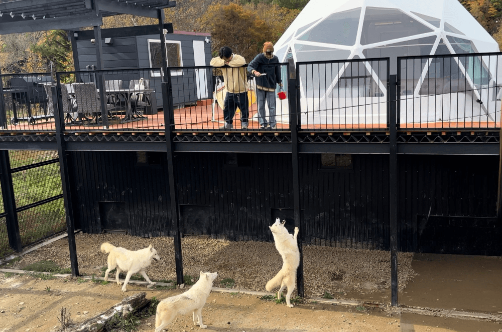 オオカミグランピング