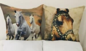 COLZA Farm stay Stable CAMP 2