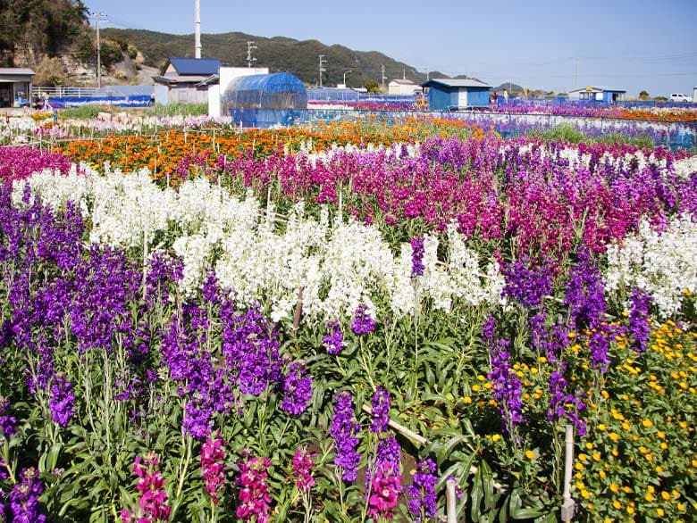 白間津のお花畑