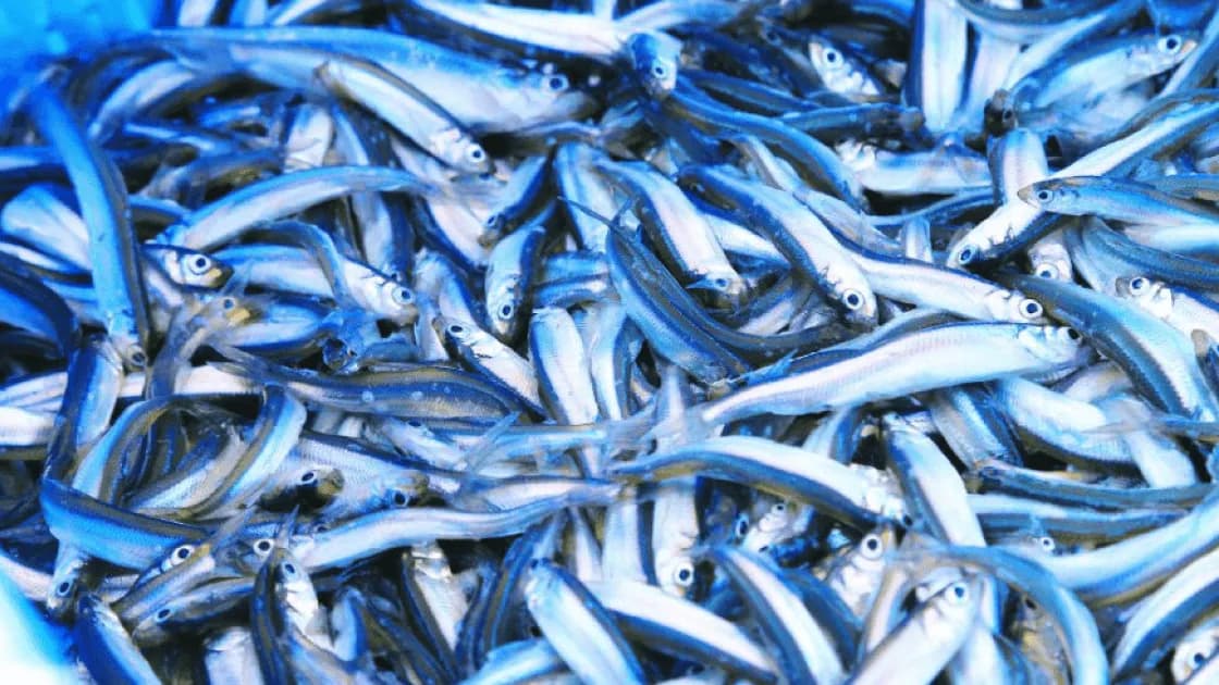 大沼国定公園でワカサギ釣りや散策