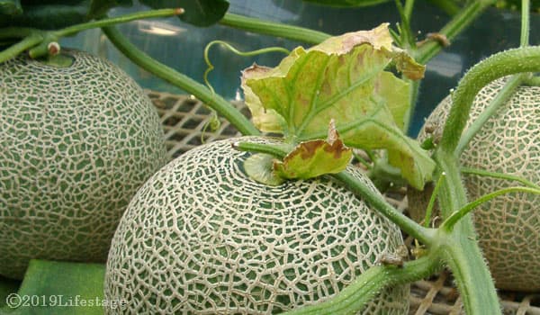 フォレストパーク メロンの森【施設外】