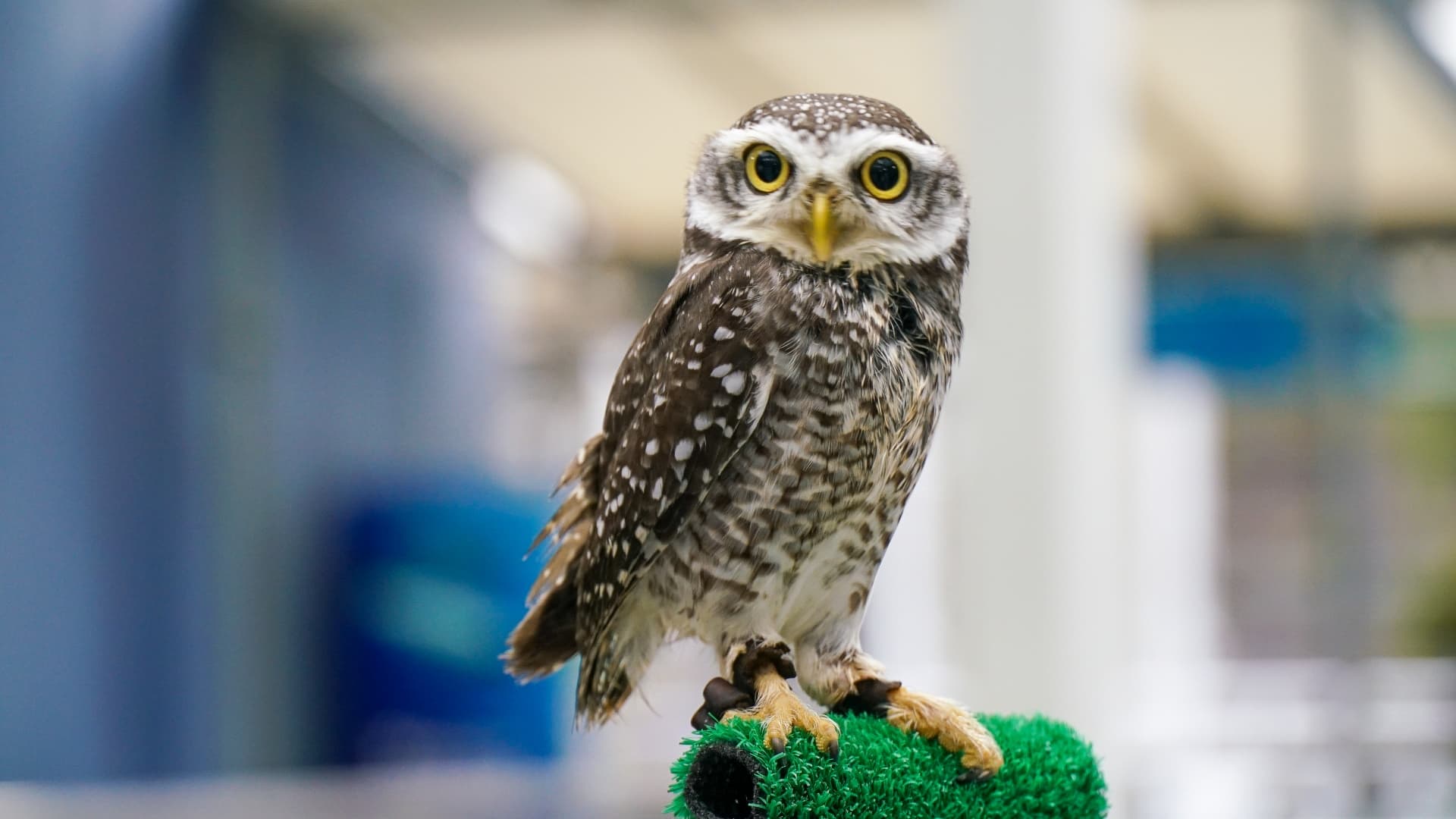湯布院のフクロウの森(施設外)