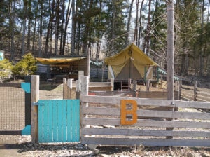 PAWS GROUND(パウズグラウンド) - Image 4